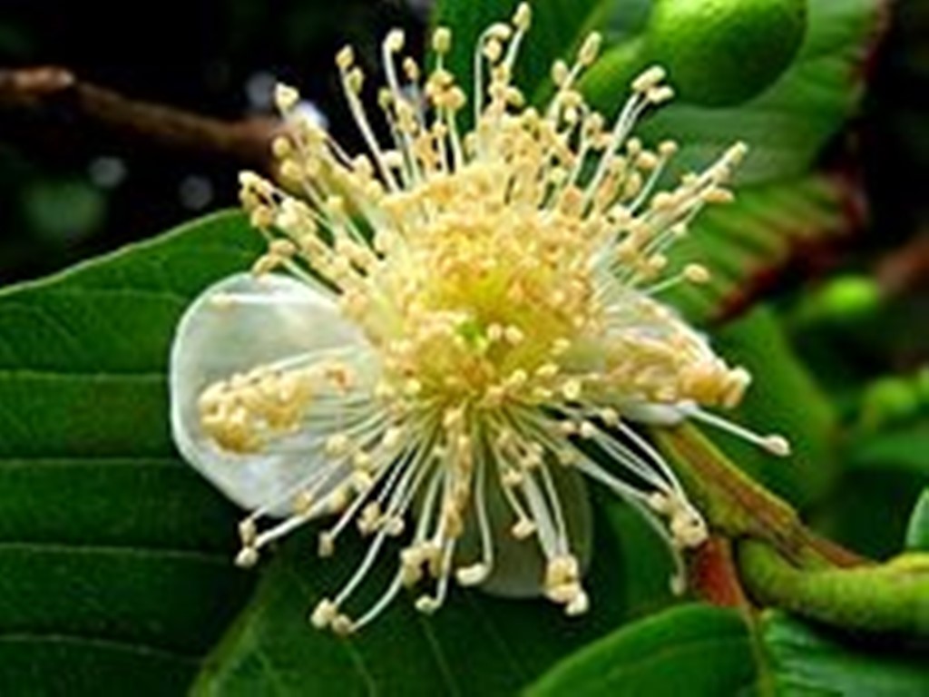 Guayaba - Psidium guajava